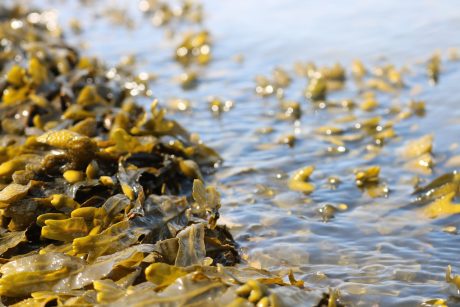 seaweed-3524238_1280